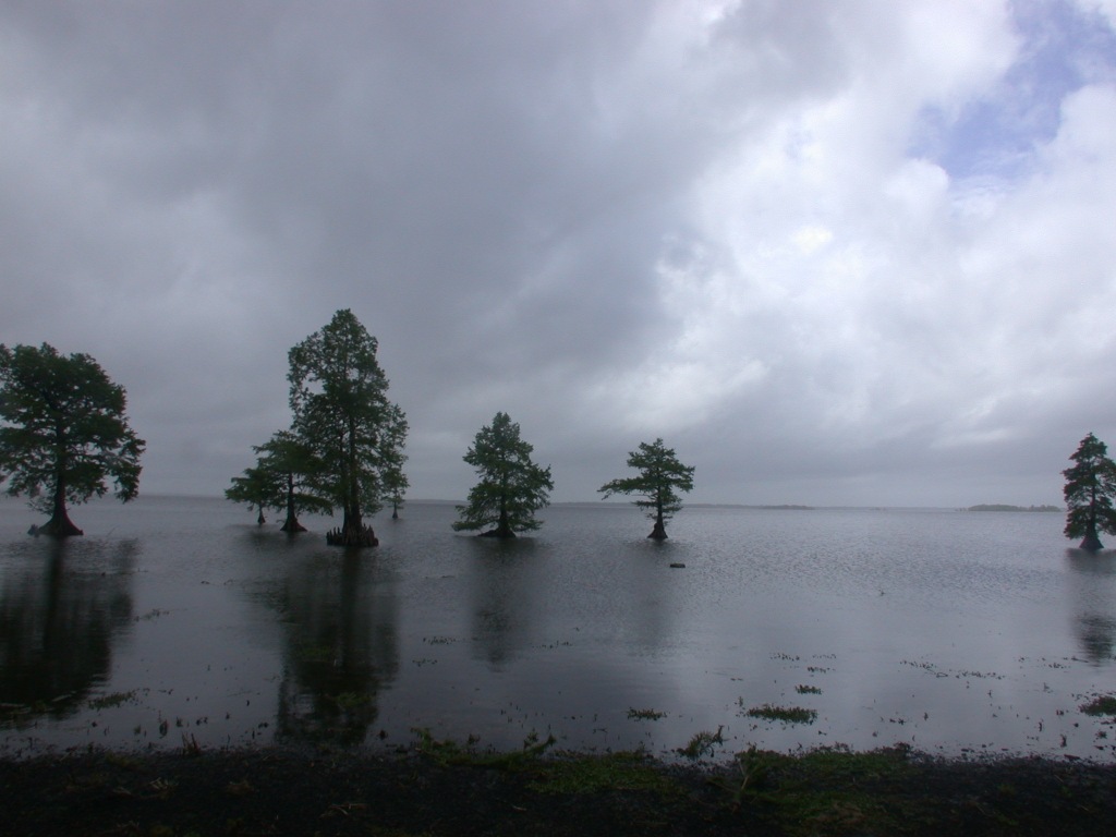 View of Lake Mattamuskeet